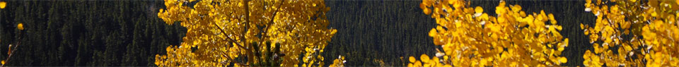 Golden aspen leaves